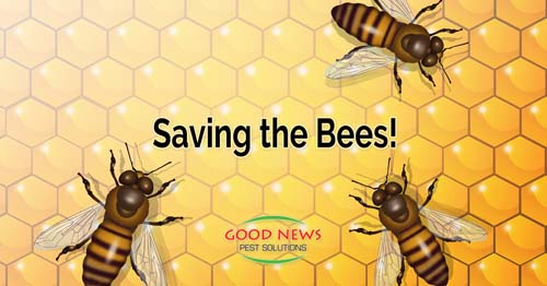 Saving the Bees!