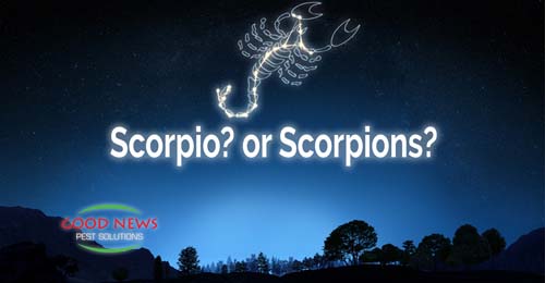 Scorpio? or Scorpions?