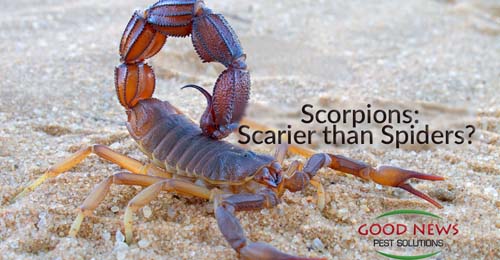 Scorpions: Scarier than Spiders?