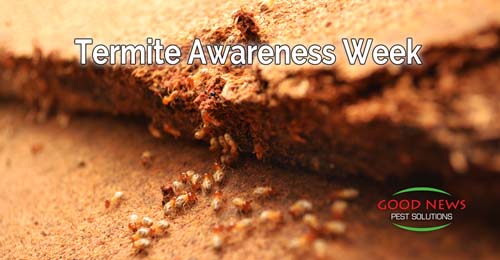 Termite Awareness Week