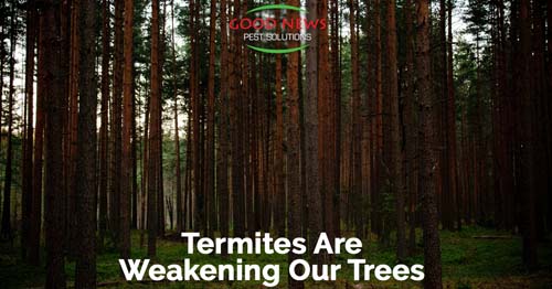 Florida Scientists Nervous About Termites Weakening Our Trees