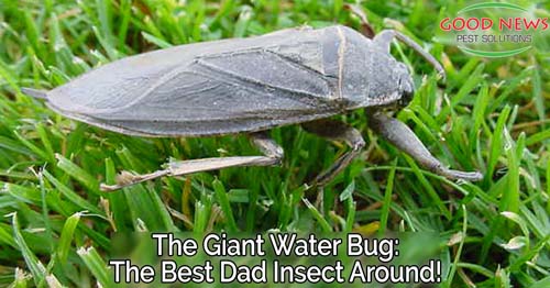 The Giant Water Bug: The Best Dad Insect Around!