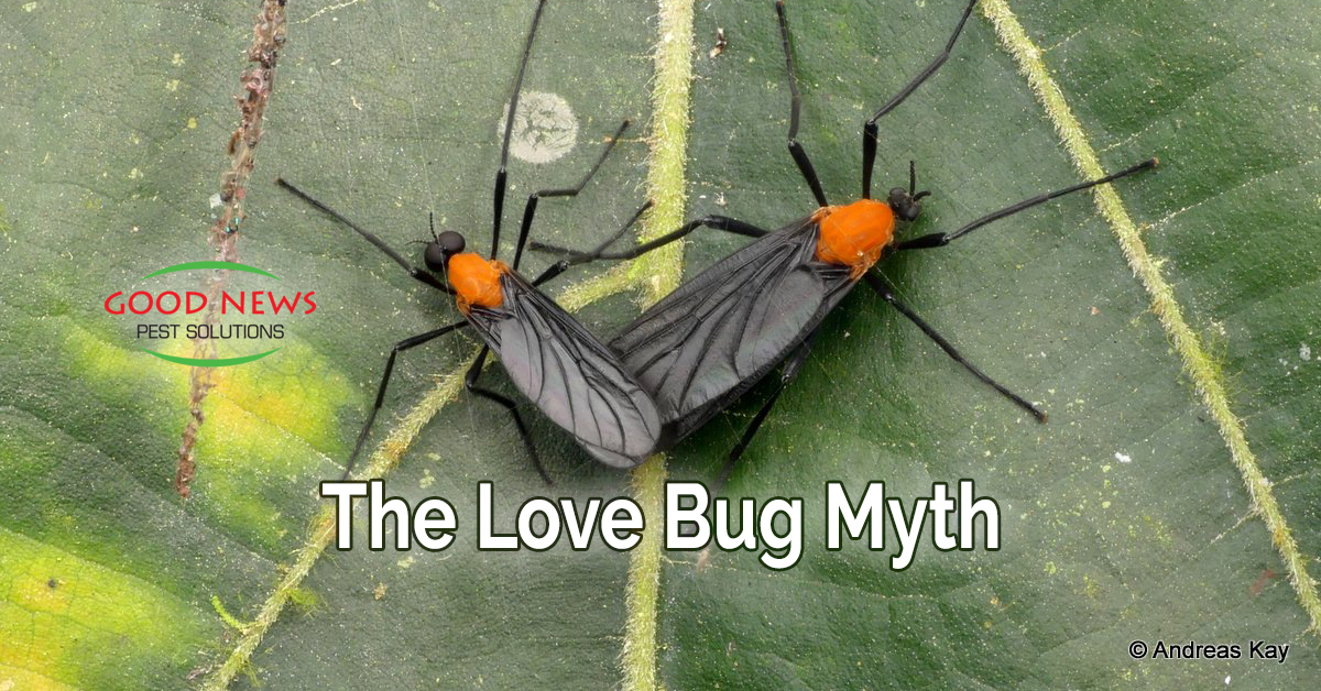 The Love Bug Myth