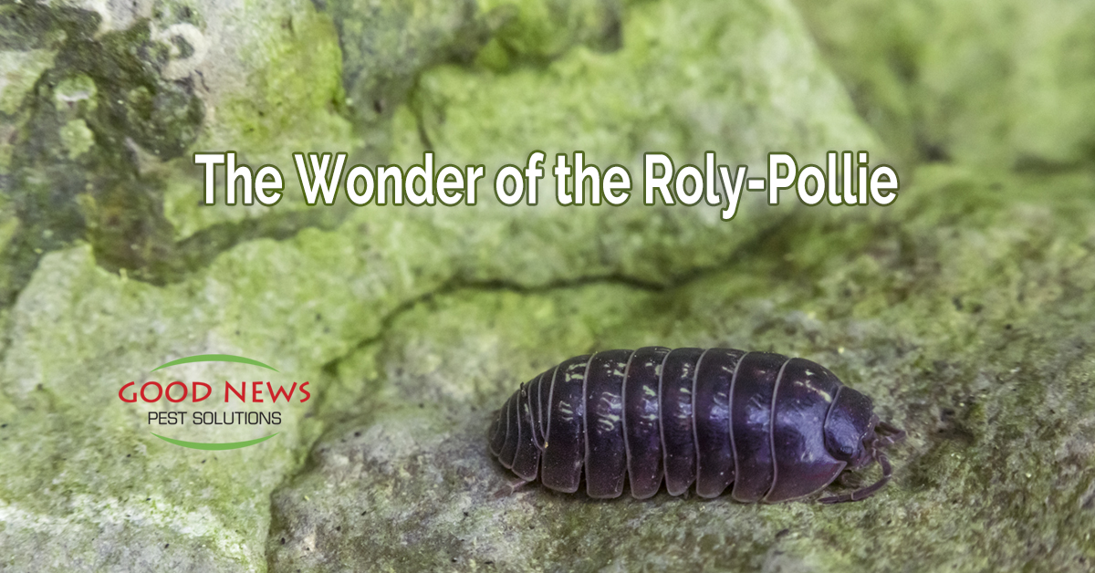 The Wonder of the Roly-Pollie