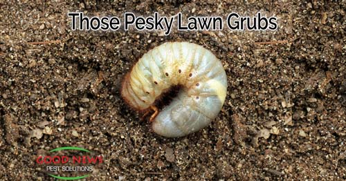 Lawn Grubs - A Fall Pest in Florida