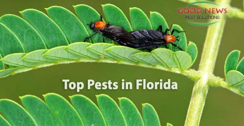 Top Pests in Florida