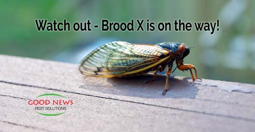 Watch out - Brood X is on the way!