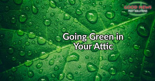 Ways to Go Green in Your Attic