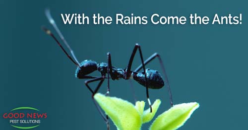 With the Rains Come the Ants