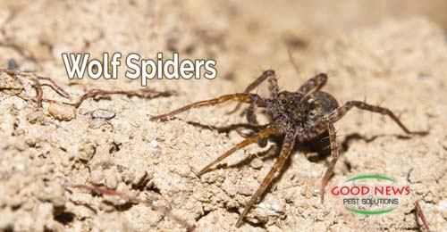 Wolf Spiders