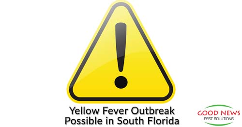 Experts Concerned About Deadly Yellow Fever Outbreak