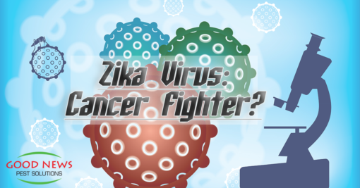 An Interesting Twist - Zika Fighting Cancer?