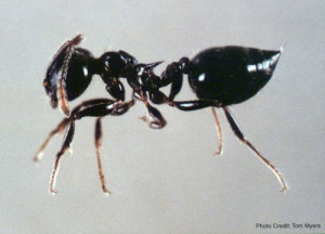 Acrobat Ants - Sarasota Pest Control
