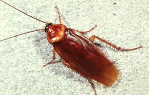 American Cockroach