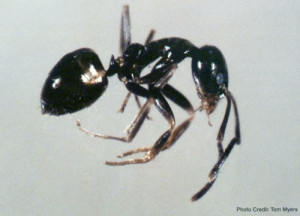 Argentine Ant - Sarasota Pest Control