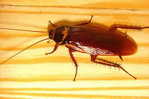 asian cockroach