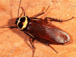 Australian Cockroach