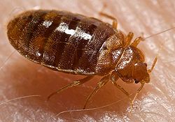 Bed Bug - Sarasota Pest Control