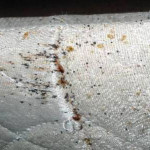 Bed Bugs on Mattress - Sarasota Pest Control