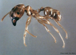 Big Headed Ant - Sarasota Pest Control