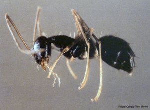 Crazy Ant - Sarasota Pest Control