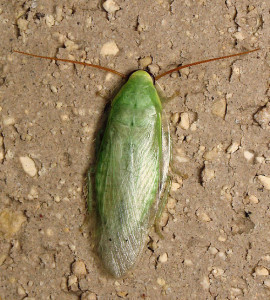 Cuban Cockroach