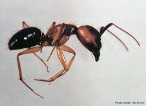 Florida Carpenter Ant - Pest Solutions