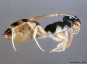 Ghost Ant - Sarasota Pest Control