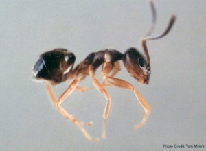 Odorous House Ant - Sarasota Pest Control