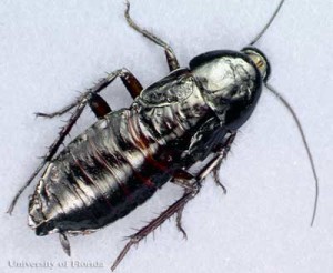 oriental cockroach