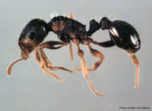 Pavement Ant - Sarasota Pest Control