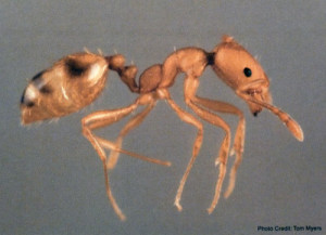 Pharaoh Ant - Sarasota Pest Control