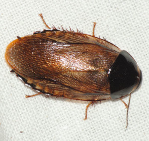 Surinam Cockroach