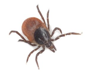 Tick Treatment - Sarasota Florida