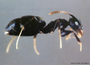 White Footed Ant - Sarasota Pest Control