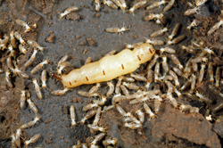 Termites - Sarasota Pest Control