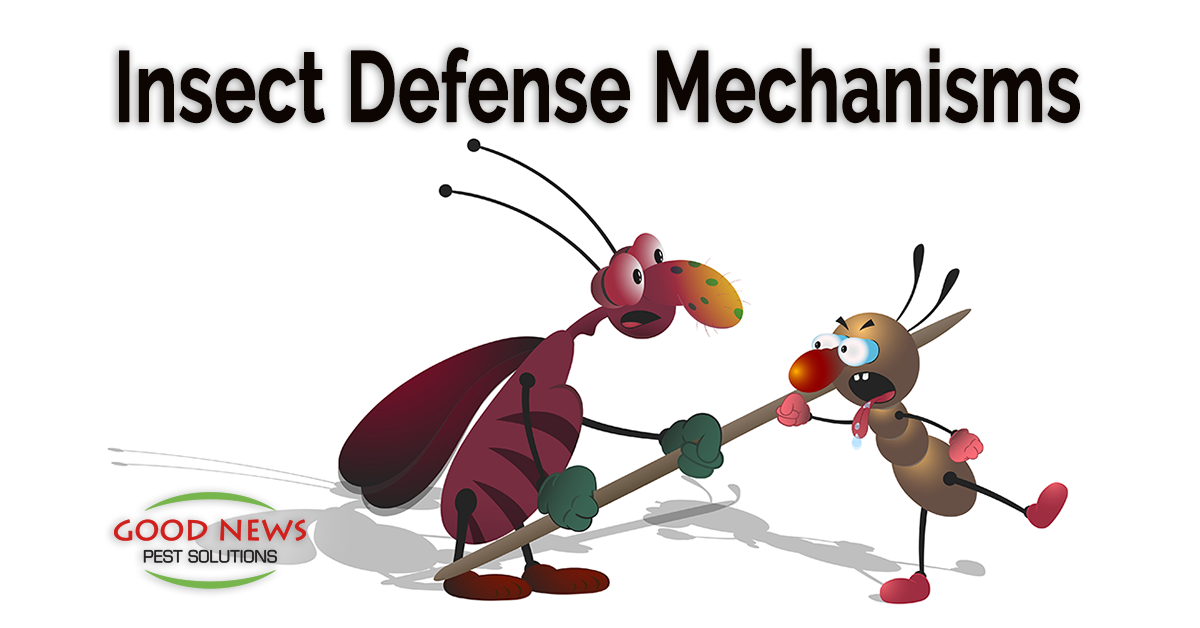 Insect Defense Mechanisms - Pest Control in Venice, FL | Good News Pest  Solutions