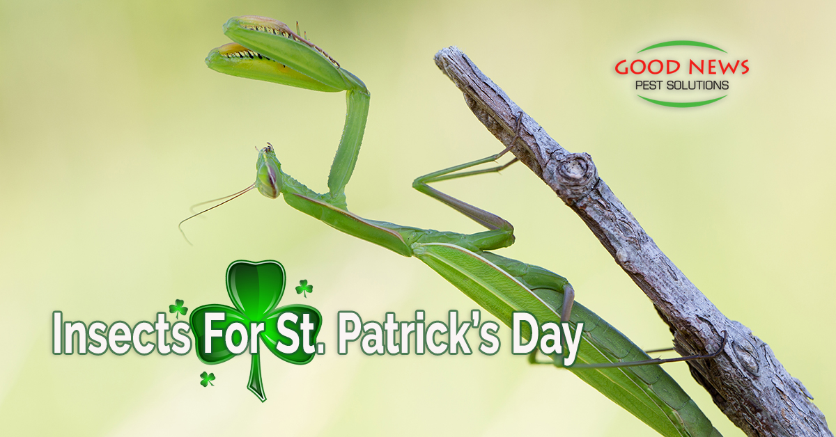 Insects for St. Patrick’s Day