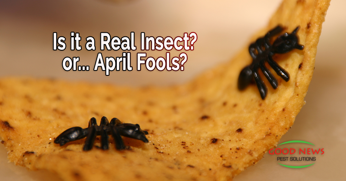 Is it a Real Insect? or... April Fools?