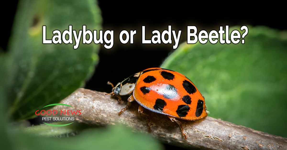 Ladybug or Lady Beetle?