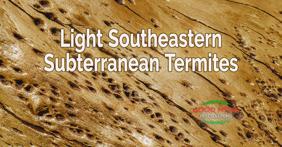 Light Southeastern Subterranean Termites
