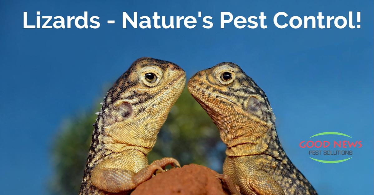 Lizards - Nature's Pest Control