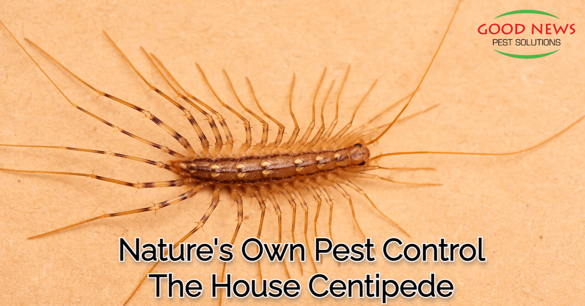 Nature's Own Pest Control - The House Centipede - Pest Control in