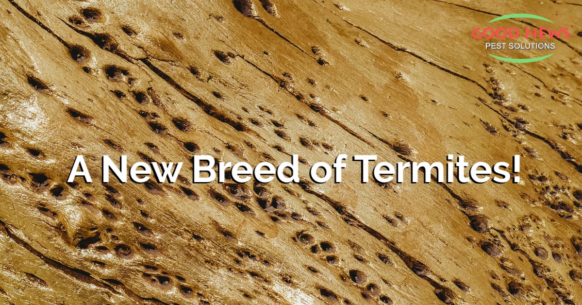 A New Breed of Termites!