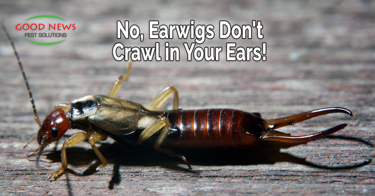 No, Earwigs Don't Crawl in Your Ears!