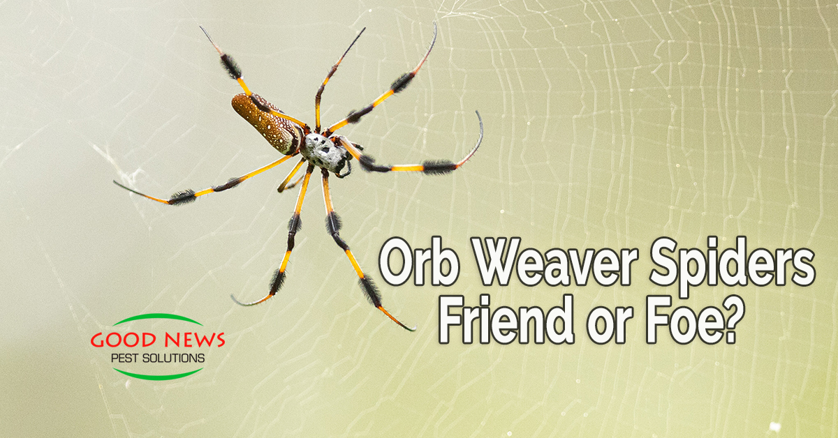 Orb Weaver Spiders: Friend or Foe? Part 2