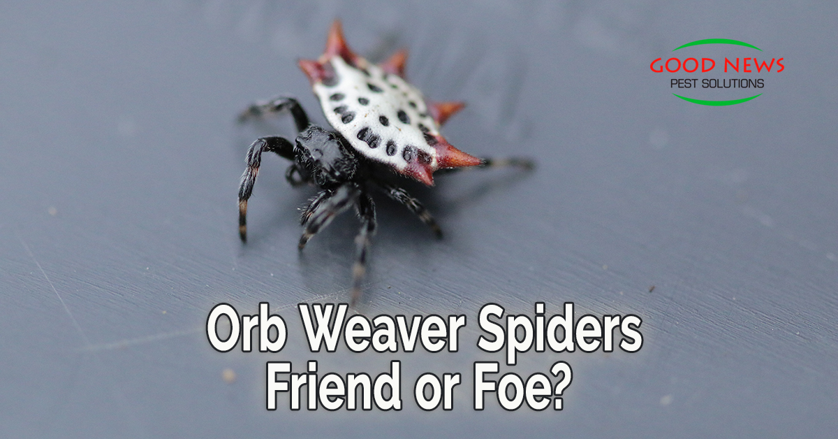 Orb Weaver Spiders - Friend or Foe?
