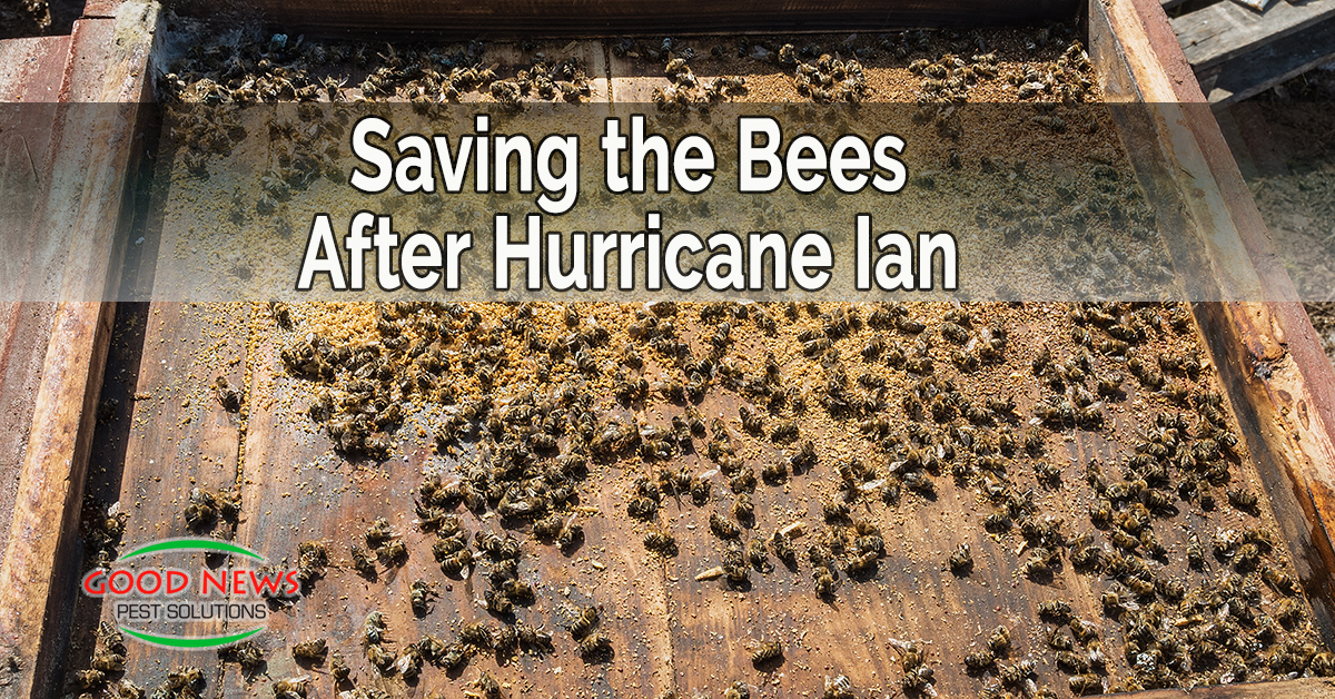 Saving the Bees After Hurricane Ian