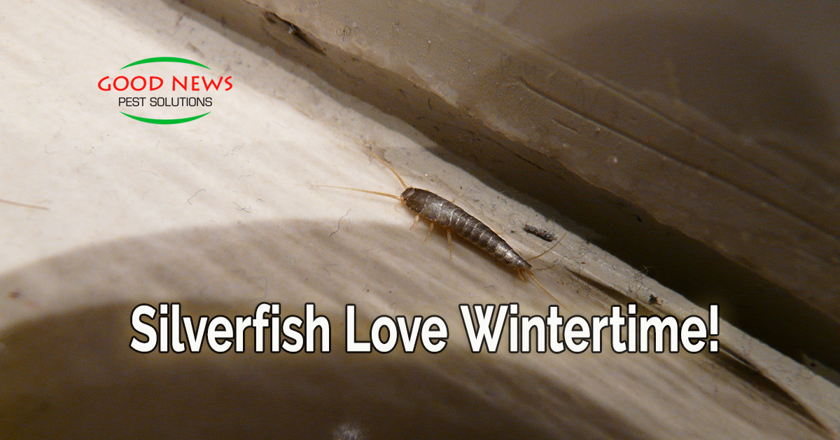 Silverfish Love Wintertime!