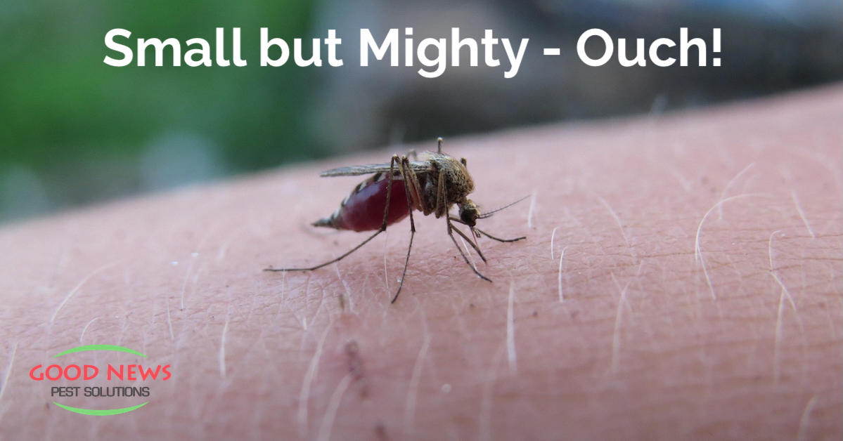 Small but Mighty - Ouch!